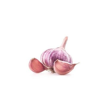 Ail violet 1 tête origine France